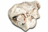 Superb, Fossil Oreodont (Merycoidodon) Skull - South Dakota #355527-3